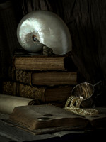 Still Life With Nautilus Shell And Silver Cup