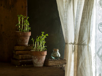 New Life II