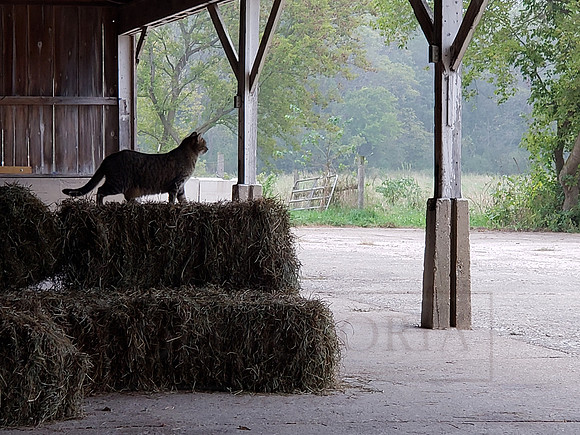 On The Lookout