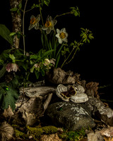 Forest Floor II